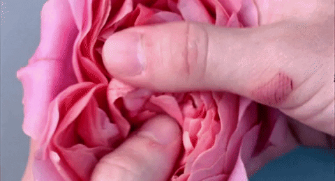 Dois dedos abrindo o botão de rosa remetendo a masturbação 
