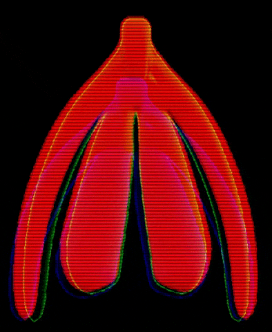 clióris, um dos órgãos responsáveis pelos orgasmos múltiplos