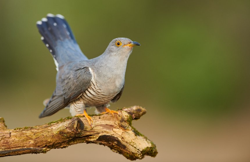 Pássaro cuckoo 